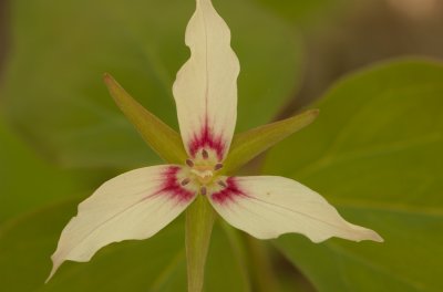 trillium undulatum Mont Tremblant  DSC_0051.jpg