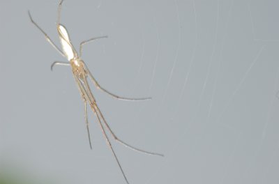 Tetragnatha sp. Barrhaven Ottawa DSC_0126.jpg