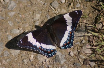 limenitis arthemis arthemis DSC_0193.jpg