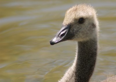 Canada gosling Stoney Swamp Jack Pine trail Ottawa DSC_0211.jpg