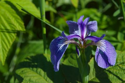 Iris versicolor Parc du Bic PP DSC_0051.jpg