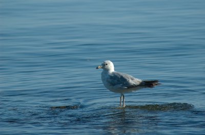 Larus delawarensis Anse-au-Sable RImouski DSC_0130.jpg