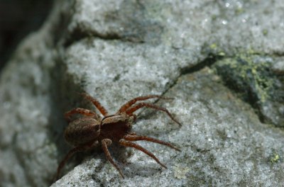 Arctosa nr. alpegina Sentiers du Littoral Sacr-Coeur Rimouski DSC_0167.jpg