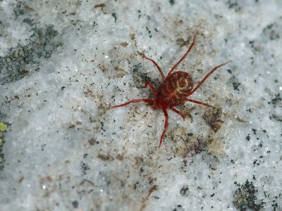 Cool velvet mite Sentiers du Littoral Sacr-Coeur Rimouski DSC_0168.jpg