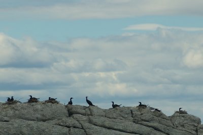 Cormoran colony Parc du Bic PP DSC_0088.jpg