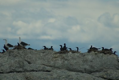 Cormoran colony with Black Back Gulls Parc du Bic PP DSC_0091.jpg