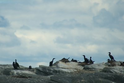 Cormoran colony Parc du Bic PP DSC_0109.jpg