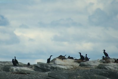 Cormoran colony   Parc du Bic PP DSC_0109.jpg