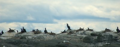 Cormoran colony  Parc du Bic PP DSC_0113.jpg