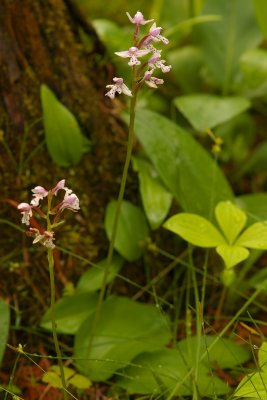 Amerorchis rotundifolia Lac des Joncs Rimouski DSC_0174.jpg