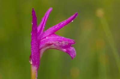 Aretusa bulbosa Lac des Joncs Rimouski DSC_0128.jpg