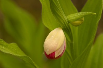 Cypripedium reginae Lac des Joncs Rimouski DSC_0163.jpg