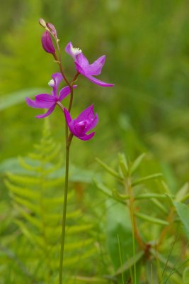 Calopogon tuberosus Fenne Lac Donavan south of Poltimore DSC_0016.jpg