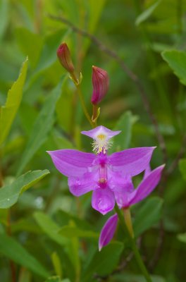 Calopogon tuberosus Fenne Lac Donavan south of Poltimore DSC_0024.jpg