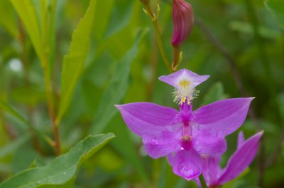 Calopogon tuberosus Fenne Lac Donavan south of Poltimore DSC_0033.jpg