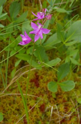 Calopogon tuberosus Fenne Lac Donavan south of Poltimore DSC_0055.jpg