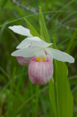 Cypripedium reginae Fenne Lac Donavan south of Poltimore DSC_0073.jpg