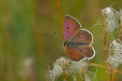 Lycaena epixanthe Fenne Lac Donavan south of Poltimore DSC_0057.jpg