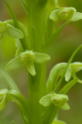 Platanthera huronensis Fenne Lac Donavan south of Poltimore DSC_0008.jpg