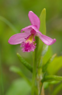 Pogonia ophioglossoides Fenne Lac Donavan south of Poltimore DSC_0005.jpg