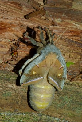 Antherea polyphemus Pennsylvania Tall Timber  forest near Susquehanna DSC_0107 512 card.jpg