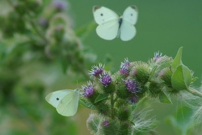 Cabbage white Pennsylvania Susquehanna University Campus DSC_0183.jpg