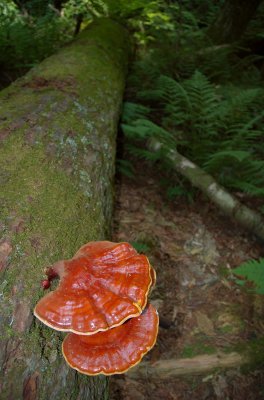  Pennsylvania Tall Timber forest near Susquehanna large Mushroom DSC_0104.jpg