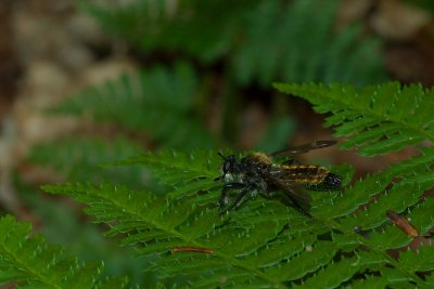 Pennsylvania State forest near Susquehanna Laphria sp.DSC_0123.jpg
