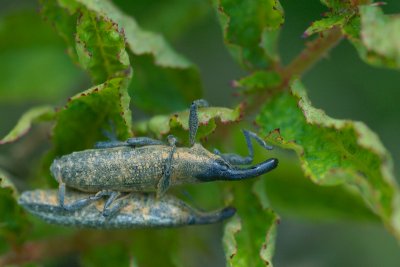  Pennsylvania Susquehanna University Campus Lixus sp. DSC_0141.jpg