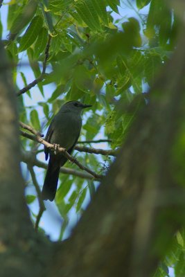   Pennsylvania Susquehanna University Campus Northern mockinbird DSC_0180.jpg