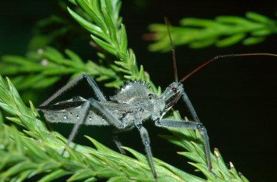 Pennsylvania Susquehanna University Campus Wheel bug Reduviidae sp. DSC_0081.jpg