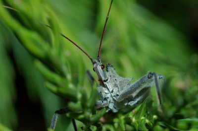 Pennsylvania Susquehanna University Campus Wheel Bug Reduviidae sp. DSC_0083.jpg