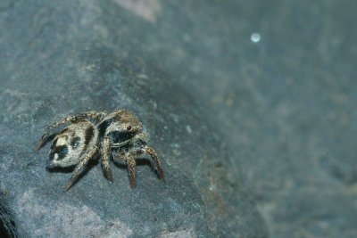 Pennsylvania Susquehanna University Campus Salticidae DSC_0241.jpg