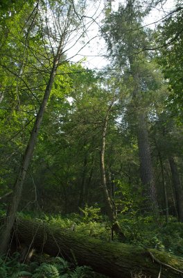  Pennsylvania Tall Timber forest near Susquehanna DSC_0100.jpg