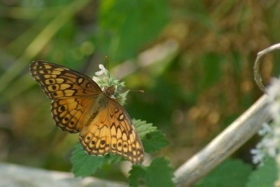 Varigated fritillary Pennsylvania Susquehanna University Campus DSC_0176.jpg