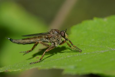 Asilydae sp2 Stoney Swamp Ottawa Jack Pine trail DSC_0034.jpg