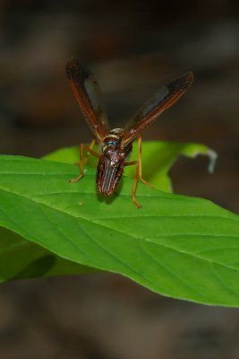 Stoney Swamp Ottawa Jack Pine trail Mantispidae DSC_0059.jpg