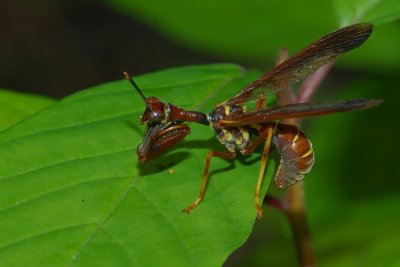 Stoney Swamp Ottawa Jack Pine trail Mantispidae DSC_00612.jpg