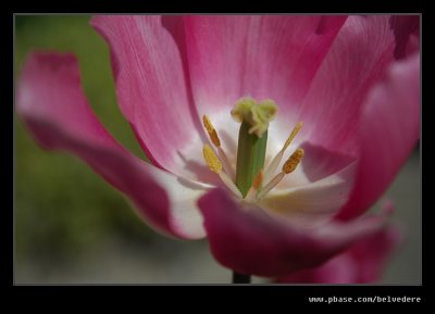 Tulips #3, Broadway