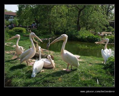 Eastern White Pelicans, London Zoo