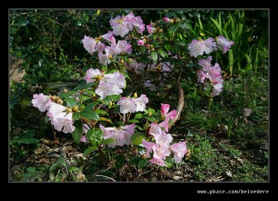 Rhododendron, Portmeirion, 2012