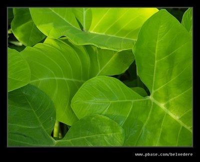 Botanic Garden #02, Durban, KZN, South Africa