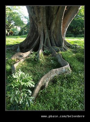 Botanic Garden #06, Durban, KZN, South Africa