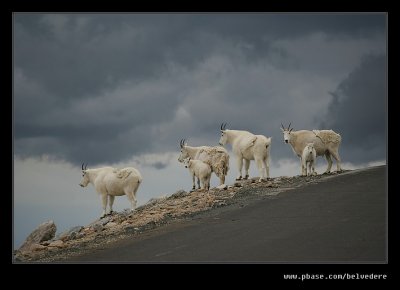 Mountain Goat, Mt Evans, CO