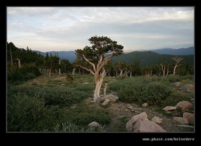 Mt Goliath Bristlecone Pine, Mt Evans, CO