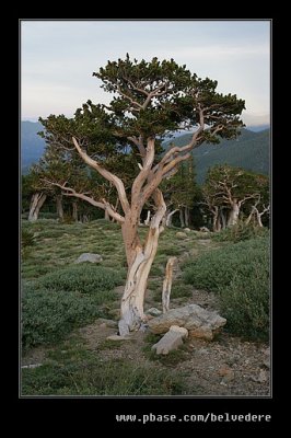 Mt Goliath Bristlecone Pine, Mt Evans, CO