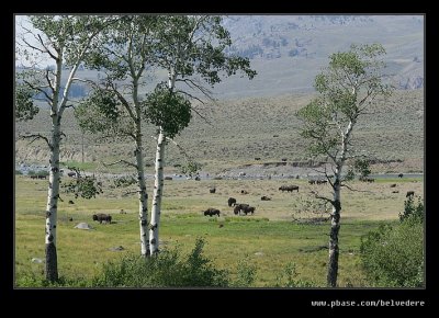 Bison Grazing, Yellowstone National Park