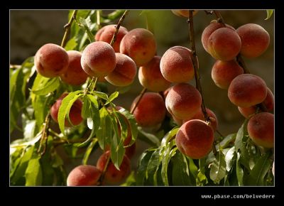 Peachy Indeed, Montecatini Alto