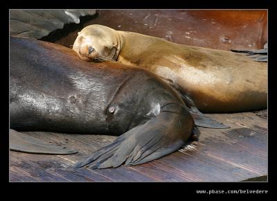 Californian Sea Lions #3, Pier 39, San Francisco, CA