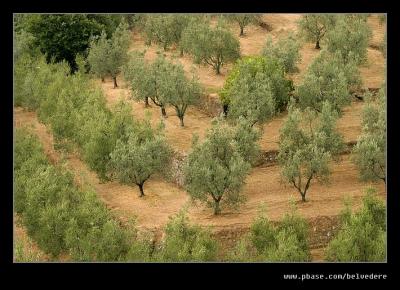 Olive Groves #1